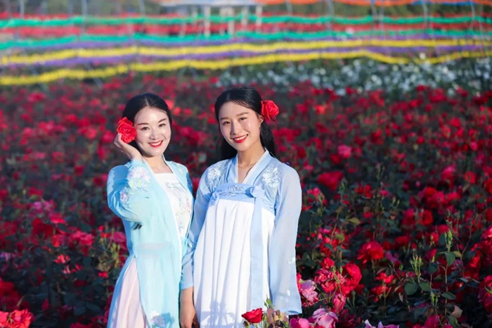 Admiring blooming Chinese roses in Taierzhuang ancient town