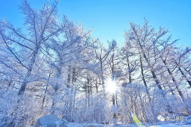 Soft rime dazzles visitors in Shandong