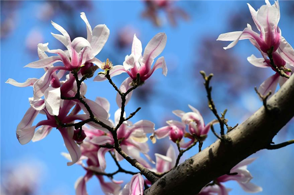 People enjoy thriving spring in Jinan City, Shandong province