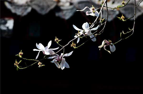 People enjoy thriving spring in Jinan City, Shandong province