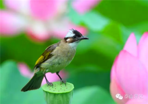 Protection for heaven-sent wild birds on Mount Tai