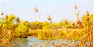 71-year-old builds land of idyllic beauty