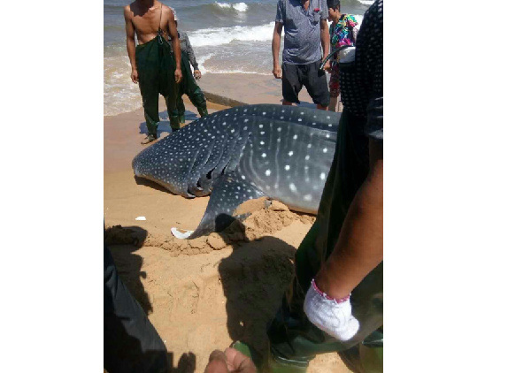 Whale shark found dead in East China