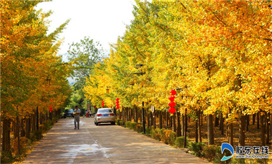 Golden autumn in Laizhou