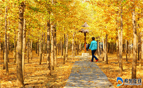 Golden autumn in Laizhou