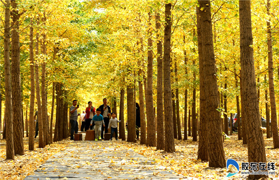 Golden autumn in Laizhou