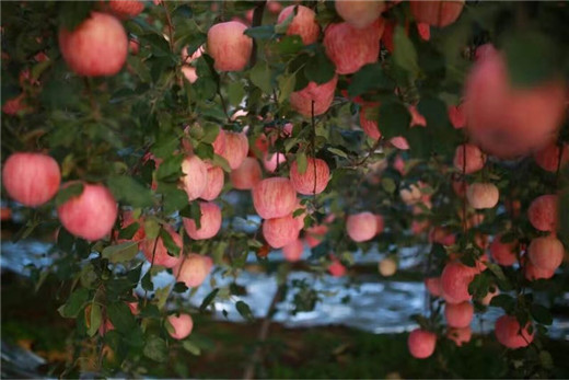 Apple season arrives in Yantai