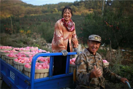 Apple season arrives in Yantai