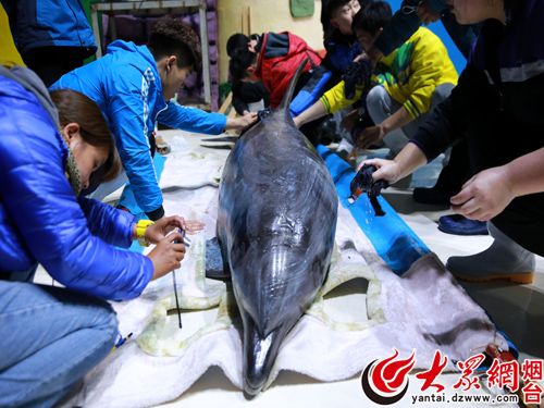 New dolphins welcomed at Penglai Polar Ocean World