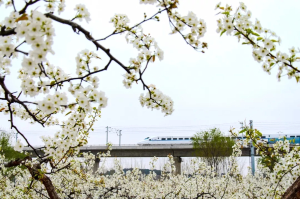 Laiyang pear blossoms festival conmes to Yantai