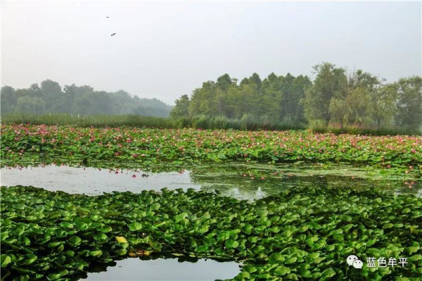 Blooming lotus flowers seen at Yuniao River