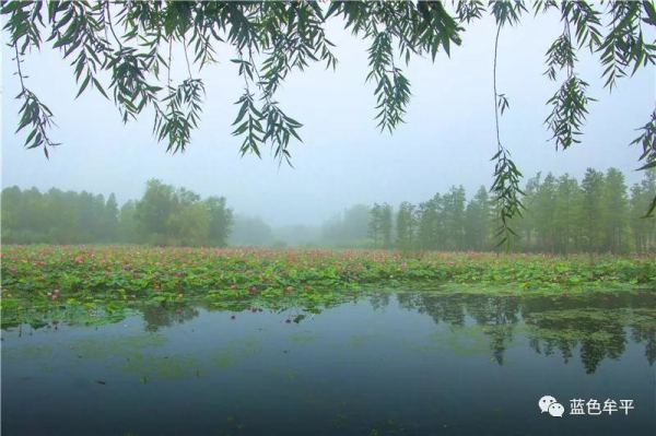 Blooming lotus flowers seen at Yuniao River