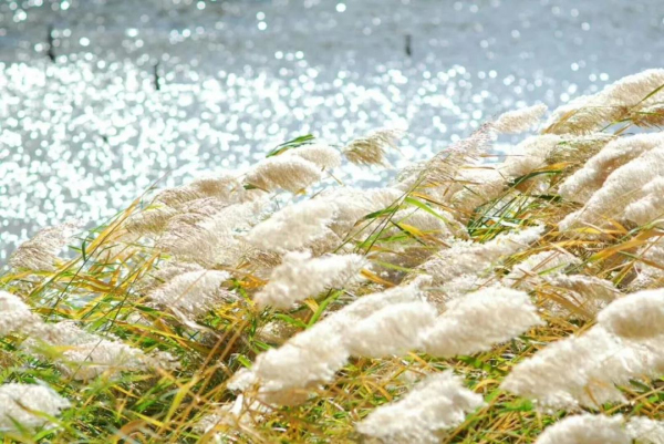 Early winter scenery of Yantai's reed flower fields