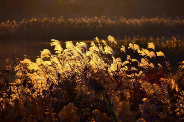 Early winter scenery of Yantai's reed flower fields