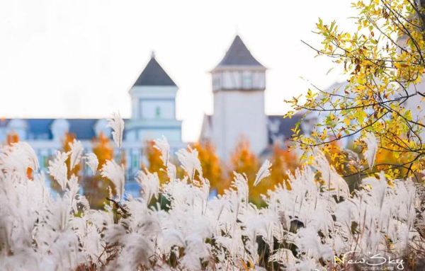 Early winter scenery of Yantai's reed flower fields