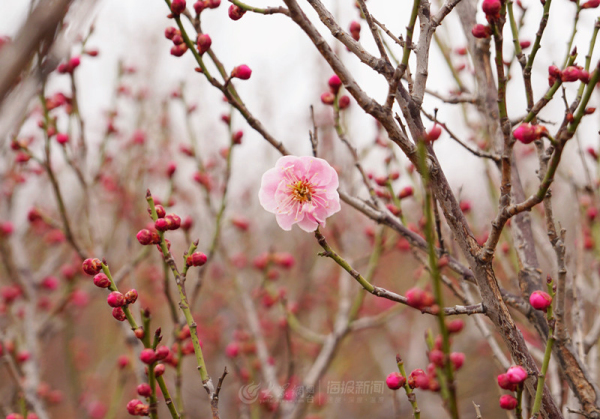 Plum blossoms at Nanshan Mountain Park