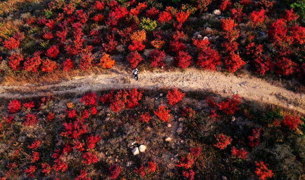 Autumn leaves paint Yantai's Penglai district red