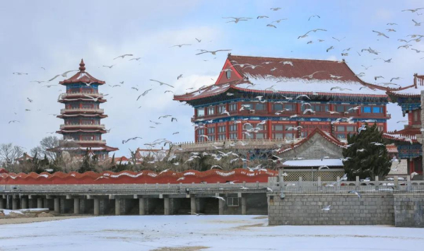 Seagulls descend upon Penglai