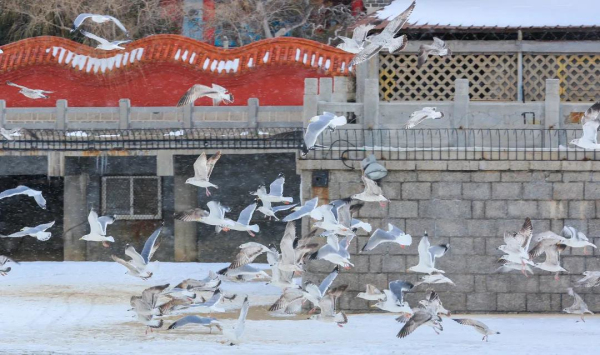 Seagulls descend upon Penglai