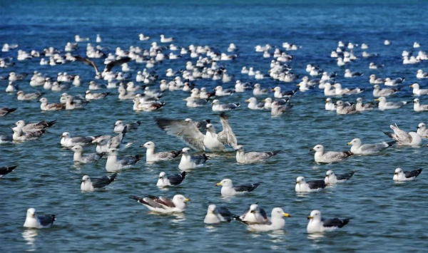 Seagulls descend upon Penglai