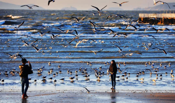 Seagulls descend upon Penglai