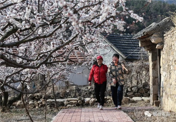 Apricot flowers blooming in Yantai villages