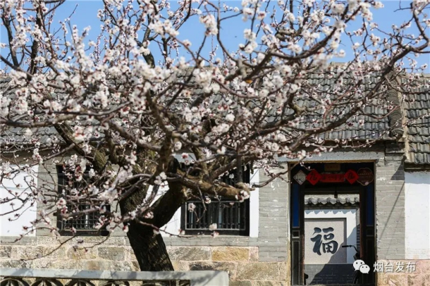 Apricot flowers blooming in Yantai villages