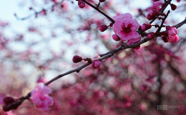 Plum blossoms burst forth at Nanshan Park