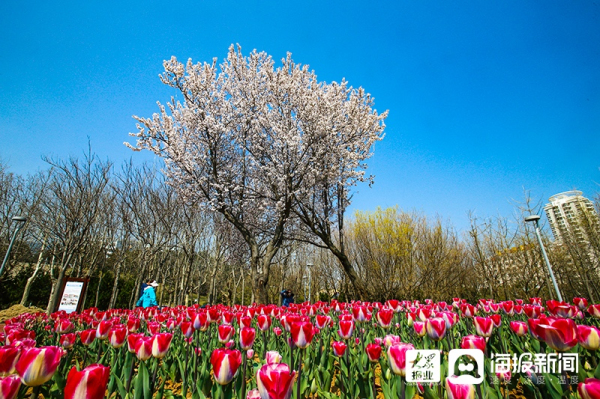 Blooming tulips enchant visitors in Yantai