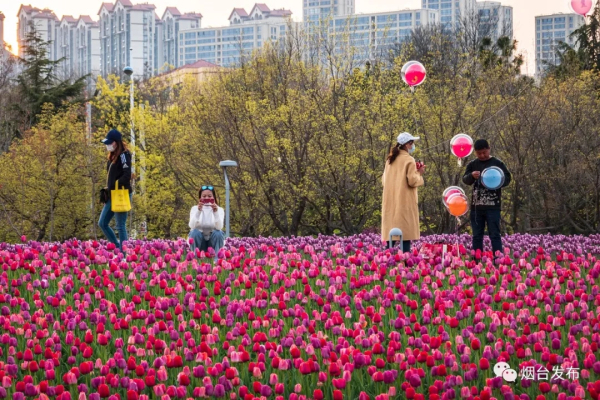 Blooming tulips enchant visitors in Yantai