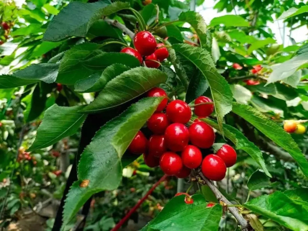 Places to pick cherries in Yantai