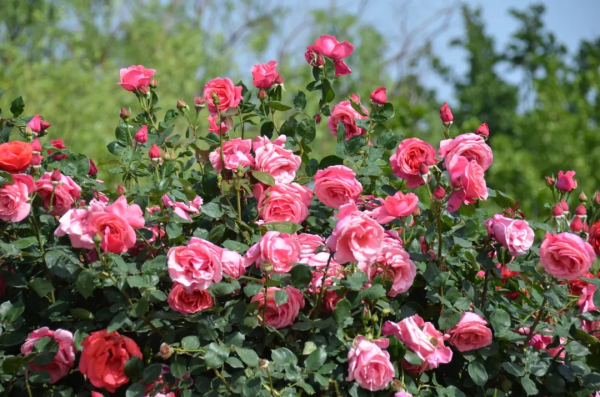 Chinese rose flowers in full bloom in Laizhou