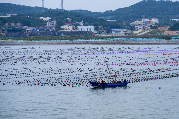 Changdao marine ranch captured in photos