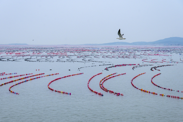 Changdao marine ranch captured in photos