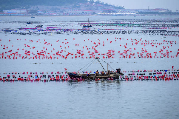 Changdao marine ranch captured in photos