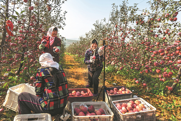 Tech, best practices give Chinese apples big edge