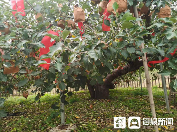 Shandong International Apple Festival opens in Yantai