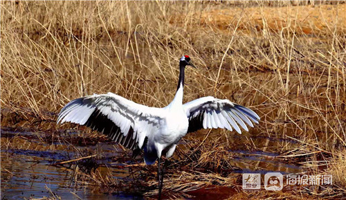 Red-crowned crane discovered in Longkou