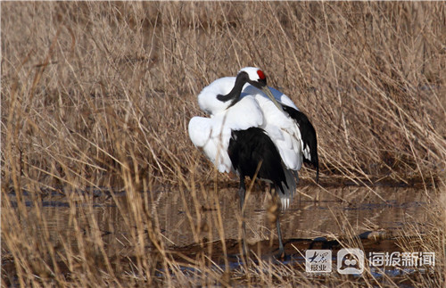 Red-crowned crane discovered in Longkou