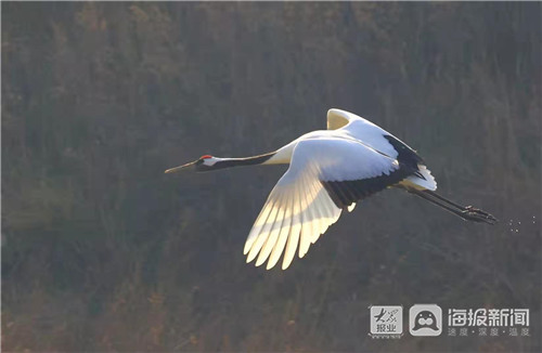 Red-crowned crane discovered in Longkou