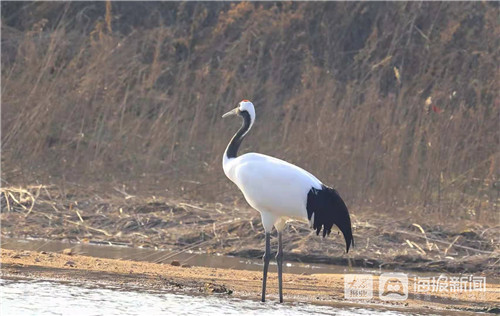 Red-crowned crane discovered in Longkou