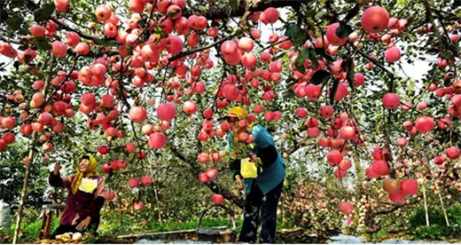 Yantai embraces a bumper crop of apples