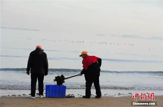Seagulls in Yantai attract tourists