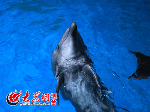 New dolphins welcomed at Penglai Polar Ocean World