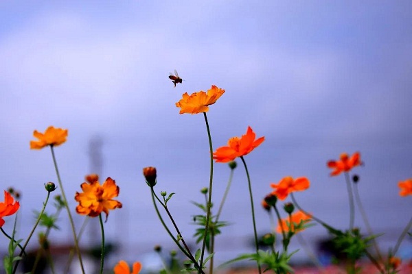 Glorious flowers blossom in Huating town