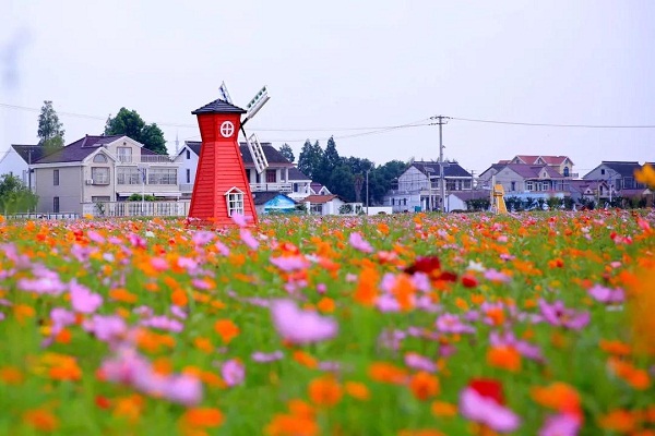 Glorious flowers blossom in Huating town