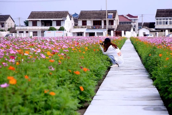 Glorious flowers blossom in Huating town