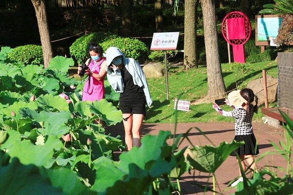 Jiading's lotuses in full bloom during summer