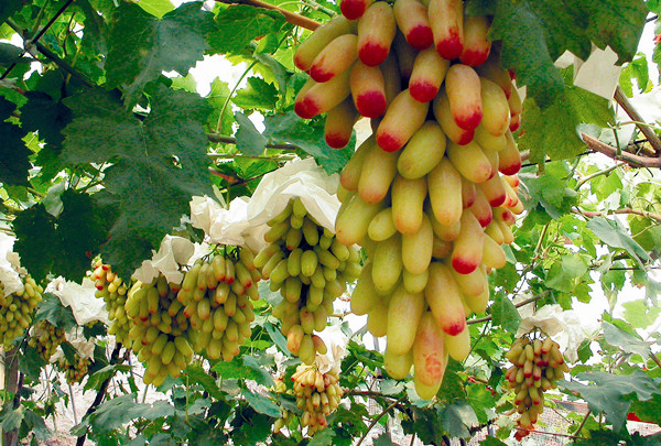 Malu grapes