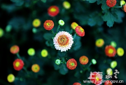 Chrysanthemum exhibition in Jiading